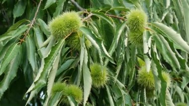 Kestane ağacı veya Castanea sativa dal dikenli cupules içinde olgun tohumları ile, 4k görüntüleri