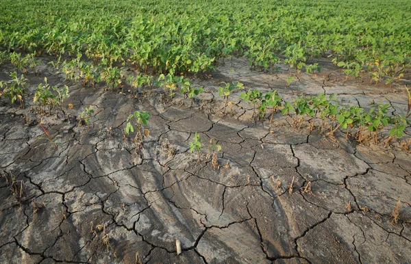 Landwirtschaft, beschädigte Sojabohnenpflanze auf Feld — Stockfoto