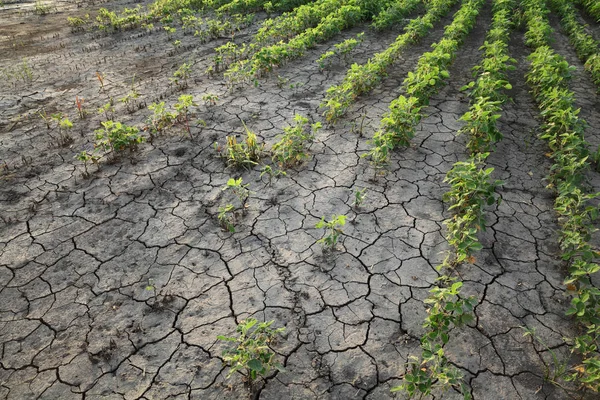 Landbouw, beschadigde soja plant in het veld — Stockfoto