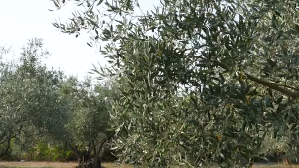 橄榄树枝在果园 选择性焦点4K镜头 — 图库视频影像