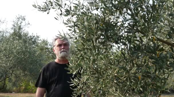 果樹園でオリーブの木を検査する農家 4K映像 — ストック動画