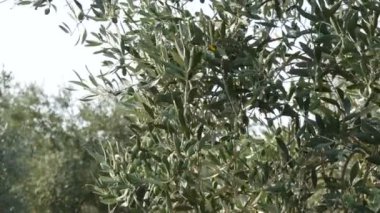 Meyve bahçesinde zeytin ağacı dalı, seçici odak 4k görüntüleri