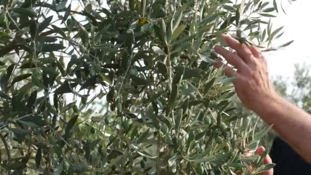 农民或农艺师检查果园中的橄榄树 手和树枝的特写 4K镜头 — 图库视频影像