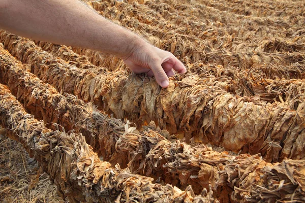 Farmer and raditional tobacco drying in tent — Stock Photo, Image