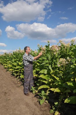 Çiftçi tütün alanında