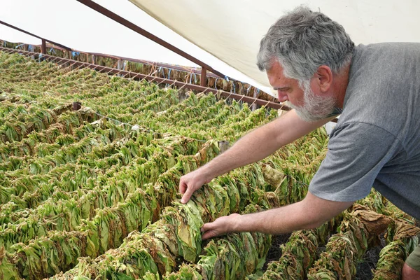 Suszenie tytoniu dla rolników i raditional w namiocie — Zdjęcie stockowe