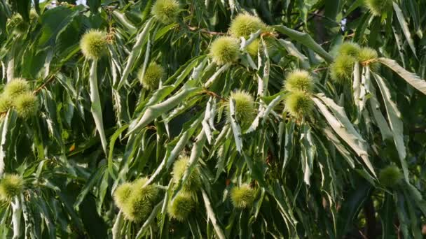 Zoom Chestnut Tree Castanea Sativa Ripe Seeds Spiky Cupules Branch — Stock Video