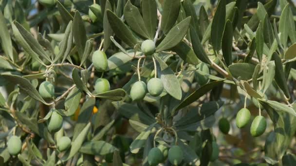 Ingrandisci Olive Sul Ramo Albero Nel Frutteto Filmati — Video Stock