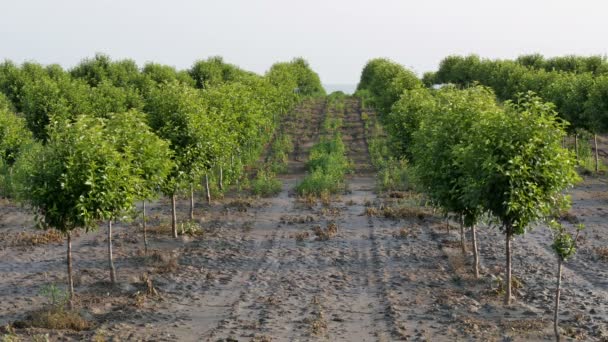 Cherry Trees Orchard Mud Flood Footage — Stock Video