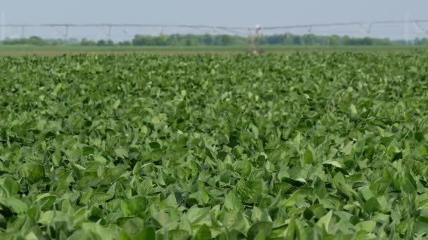 ドリー バクグラウンドで水やりシステムを持つ緑栽培大豆畑のパンビデオ — ストック動画