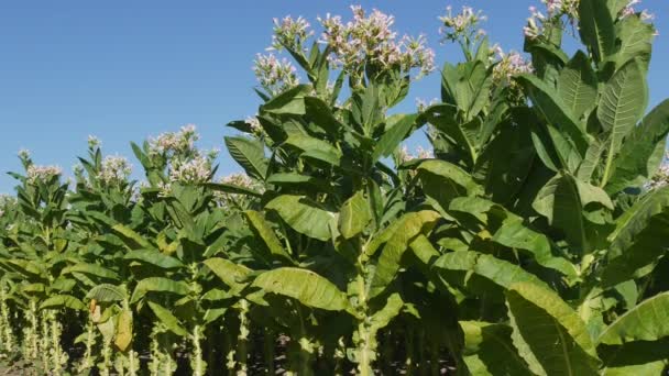 Zoom Out Video Blossoming Green Tobacco Plants Field Blue Sky — Stock Video