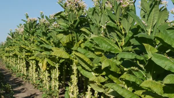 Plantas Tabaco Verde Campo Con Cielo Azul Tiempo Cosecha Imágenes — Vídeos de Stock