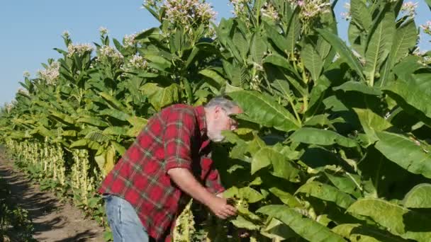 Agricultor Agrônomo Caminhar Examinar Planta Tabaco Florescente Campo Imagens — Vídeo de Stock