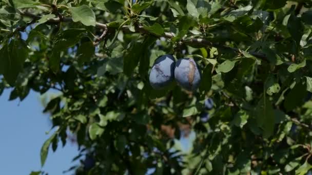 Agricultor Mano Recogiendo Fruta Ciruelas Azules Orgánicas Rama Árbol Huerto — Vídeos de Stock