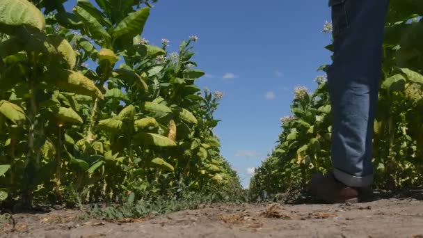 农民或农艺师散步 检查开花的烟草植物在田间 收获时间在夏天 4K镜头 — 图库视频影像