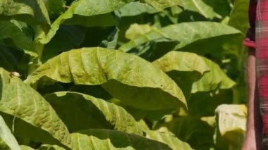Çiftçi veya ziraatçı, tarladaki tütün bitkisinin yapraklarına dokunmak ve incelemek, ellerin kapatılması, hasat zamanı