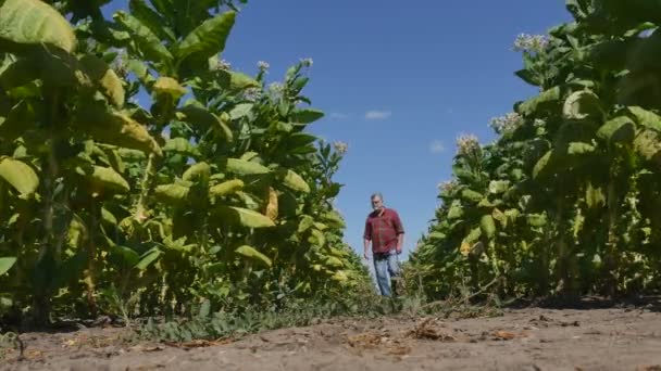 Çiftçi Veya Agronomist Yürüyüş Tarlada Çiçek Açan Tütün Bitkiincelemek Yaz — Stok video