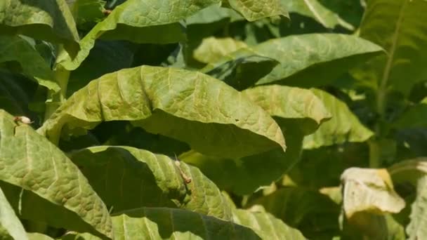 農家や農業学者が触れ 畑のタバコ植物の葉を調べ 手のクローズアップ 収穫時期 — ストック動画