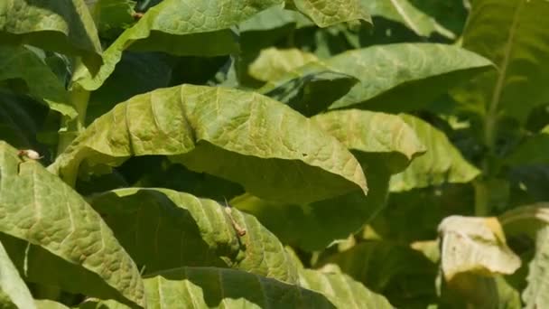 Rolnik Lub Agronom Dotykanie Badanie Liści Roślin Tytoniu Polu Zbliżenie — Wideo stockowe