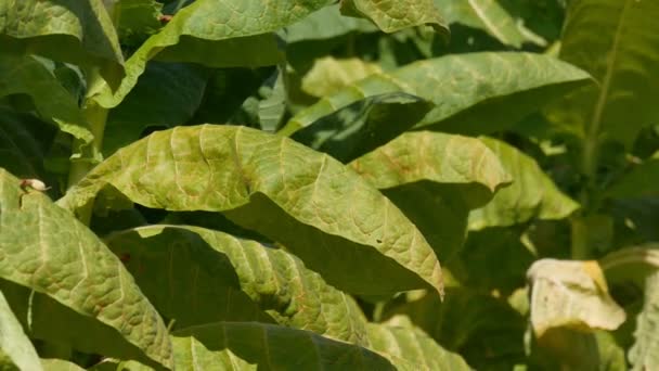農家やアグロノミストは フィールドでタバコ植物の葉を摘み 収穫時期 手のクローズアップ 4K映像を調べます — ストック動画