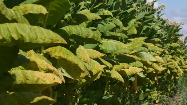 Hojas Tabaco Amarillo Verde Las Plantas Campo Tiempo Cosecha Enfoque — Vídeos de Stock