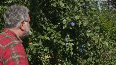 Çiftçi meyve bahçesinde ağaç dalında organik mavi erik meyve inceleyerek