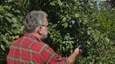 Çiftçi meyve bahçesinde ağaç dalından organik mavi erik meyve toplama