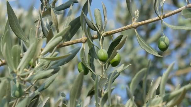 橄榄在树枝在果园与清澈的蓝天的背景 — 图库视频影像