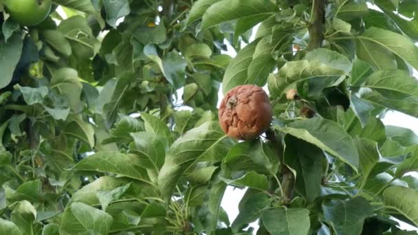 Fruta Maçã Podre Galho Árvore Pomar Zoom Imagens Hora Colheita — Vídeo de Stock
