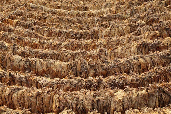 Asciugatura tradizionale del tabacco in tenda — Foto Stock