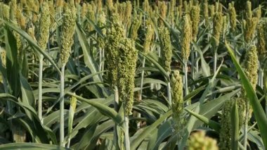 Alanda sorgum tesisleri, yaz saati tarım 4k görüntüleri