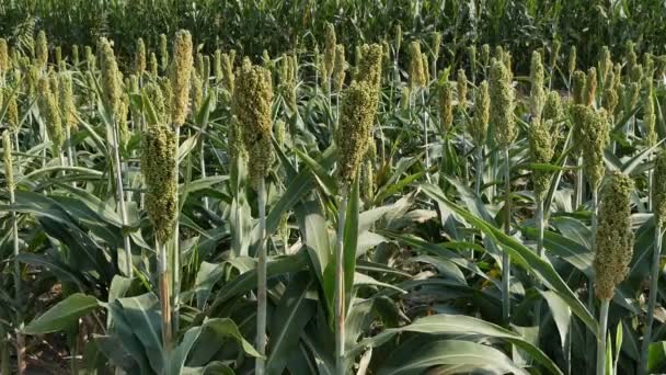 Sorghum Planten Het Veld Zomertijd Agrarische Beeldmateriaal — Stockvideo