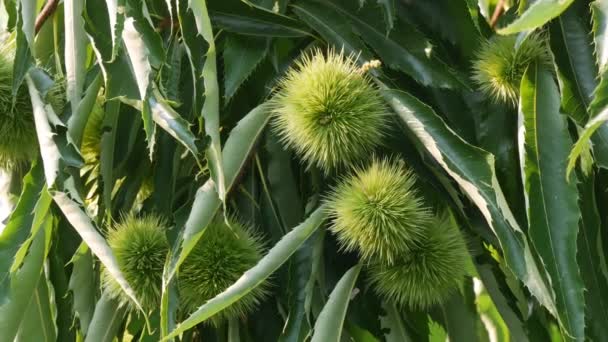 Castaño Castanea Sativa Con Semillas Maduras Dentro Cúpulas Puntiagudas Rama — Vídeo de stock