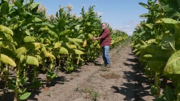 Agricultor Agrônomo Colhendo Examinando Planta Tabaco Campo Tempo Colheita Imagens — Vídeo de Stock