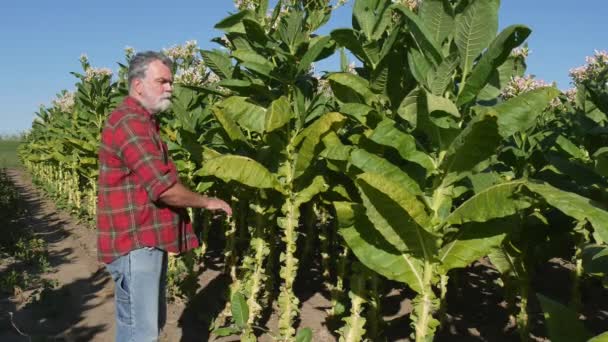 Rolnik Lub Agronom Wpisując Telefon Komórkowy Zbadać Kwitnących Roślin Tytoniu — Wideo stockowe