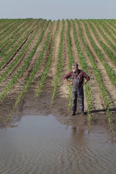 Scena rolnicza, rolnik w polu kukurydzy po powodzi — Zdjęcie stockowe