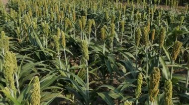 Alanda sorgum tesisleri, yaz saati tarım Hd görüntüleri