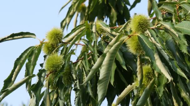 栗の木やカスタネアサティバのズームインは 木の枝でスパイキーなキュープルの中に熟した種子を持つ — ストック動画