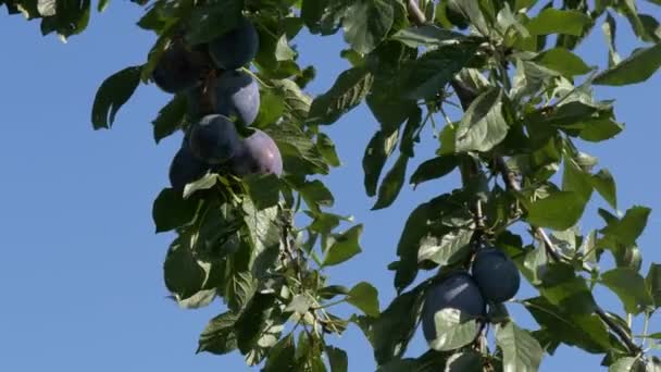 Pflaumenfrüchte Ast Obstgarten Mit Blauem Himmel Erntezeit Sommer Filmmaterial — Stockvideo