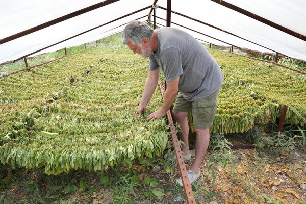 Essiccazione del tabacco vegetale e radicale in tenda — Foto Stock