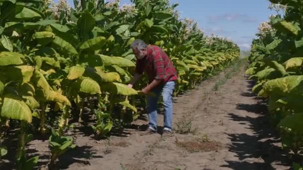 缩小农民或农艺师采摘气味和检查田间烟草植物叶 — 图库视频影像