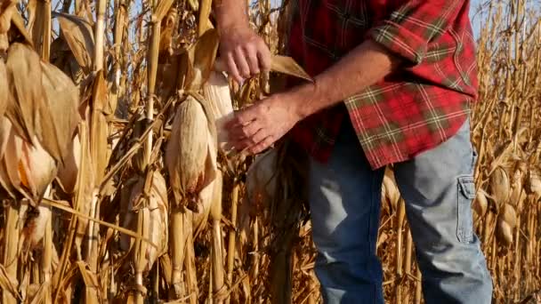 农民或农学家在田里研究玉米作物 收获时间 — 图库视频影像