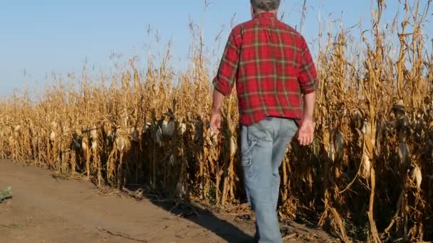 Farmer Agronomist Walking Examining Corn Crop Plant Field Harvest Time — Stock Video