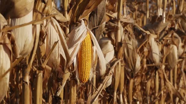Крупный План Кукурузного Початка Конце Лета Готов Сбору Урожая — стоковое видео