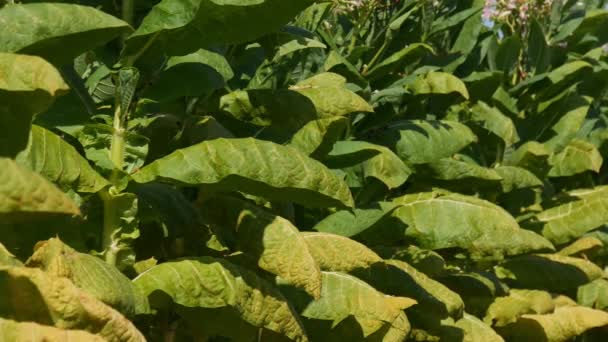 Plantas Tabaco Amarillo Verde Campo Tiempo Cosecha Enfoque Selectivo Metraje — Vídeo de stock