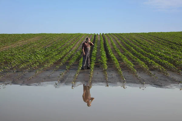 Agrarische scène, boer in zonnebloem veld na overstroming — Stockfoto