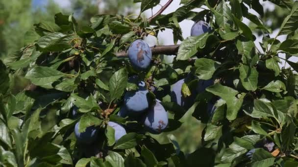 Biologische Blauwe Pruim Fruit Bij Tree Branch Orchard Oogsttijd Zomer — Stockvideo