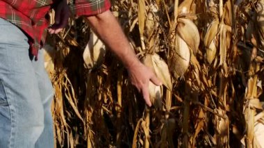 Çiftçi veya ziraatçı, tarladaki bitkide mısır mahsulüne dokunmak ve incelemek, hasat zamanı