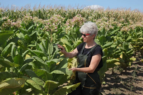 Agricoltore nel settore del tabacco — Foto Stock