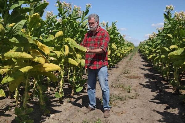 Agricoltore nel settore del tabacco — Foto Stock